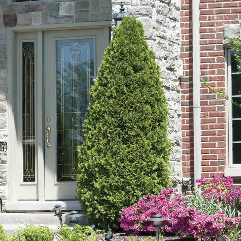 Emerald Green Arborvitae (Thuja occidentalis) Evergreen Privacy Hedge 1