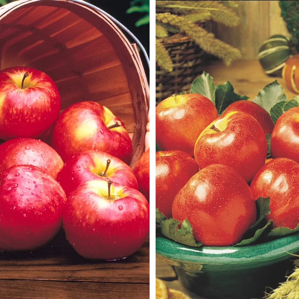 Honeycrisp and Gala Apple Pollinator Pack for Cross-Pollination