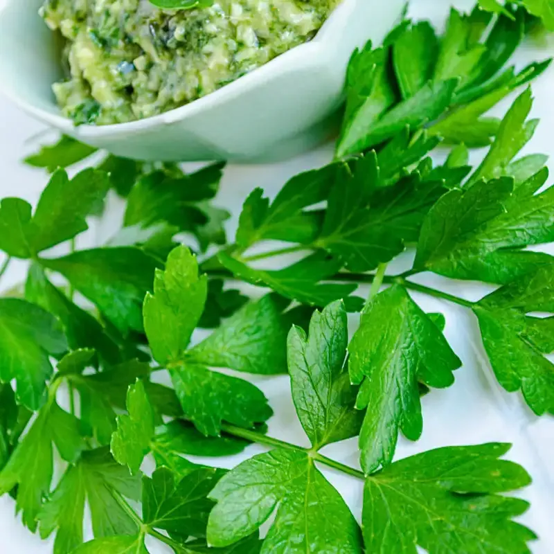 Italian Flat-Leaf Parsley Herb Seeds for Home Gardening