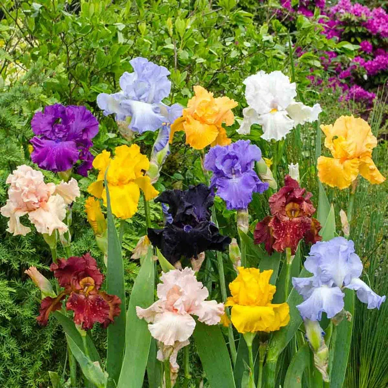 Iris Botanical Floral Collection for Interior Decoration