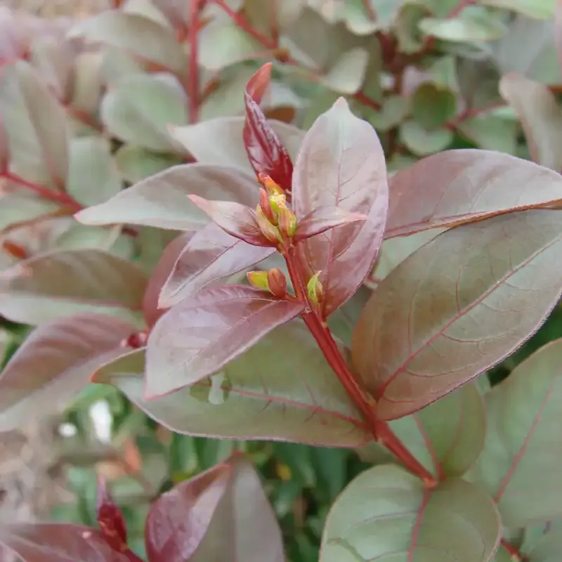 Enduring Summer Reblooming Crape Myrtle - White Flowering Shrub 2