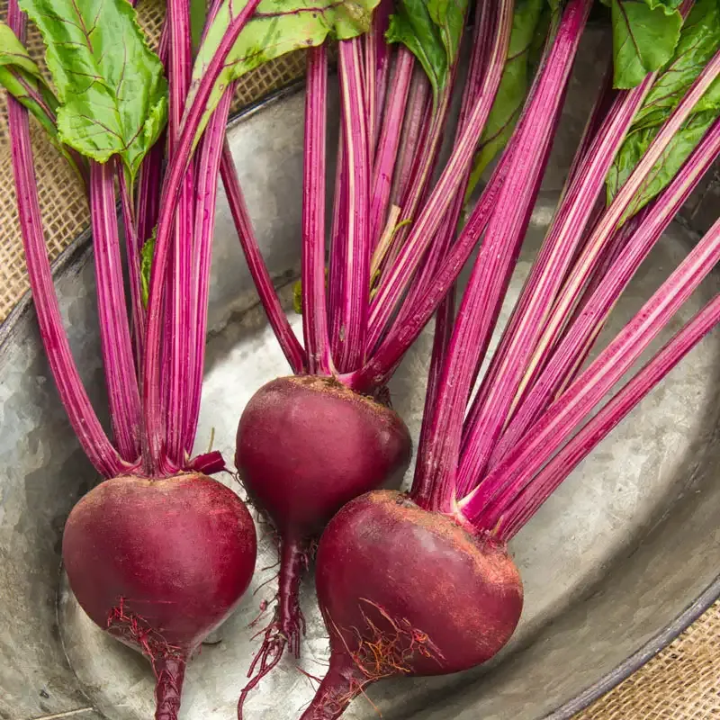 Red, White & Gold Beet Mix Heirloom Vegetable Seeds 3