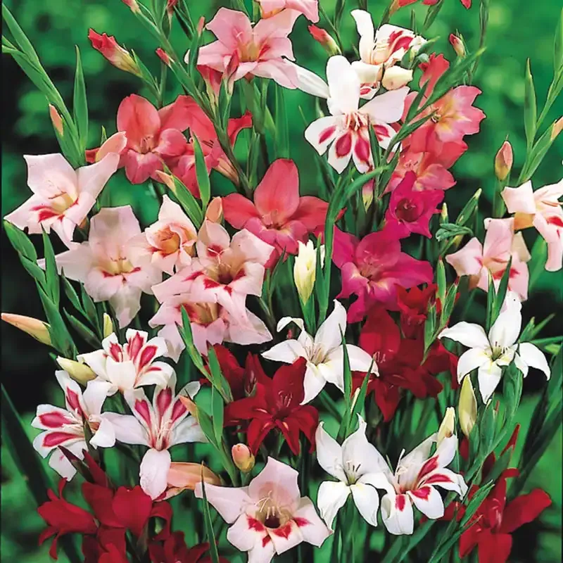 Winter-Hardy Gladiolus Perennial Flowering Bulbs for Garden Landscapes