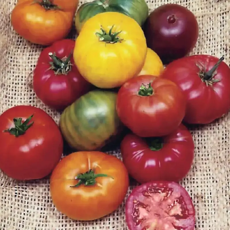 Heirloom Rainbow Blend Tomato Seeds - Assorted Color Variety Pack