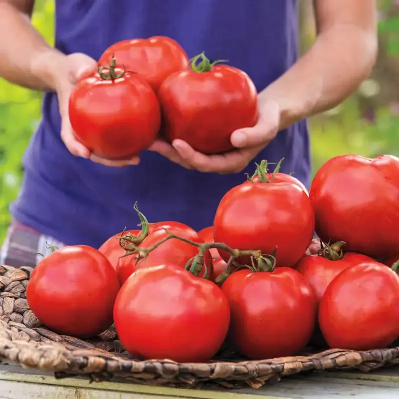 Hybrid Tomato Seeds for Home Gardening - High Yield and Disease Resistant Variety 1