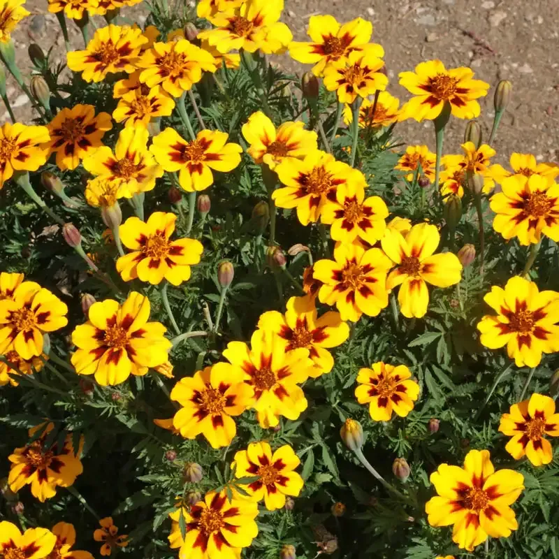 Dainty Marietta French Marigold Seeds - Tagetes patula Bicolor Annual
