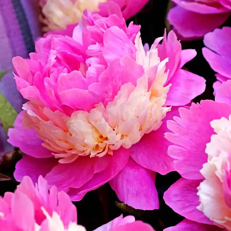 Sorbet Peony Perennial Bare Root Plant 3