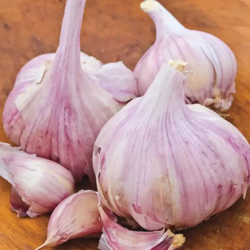 Deerfield Purple Hardneck Garlic Bulbs for Planting and Culinary Use 1