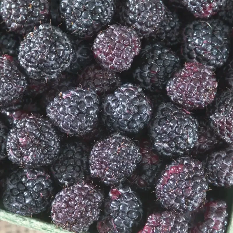 Jewel Raspberry Primocane Variety Fruit Bush