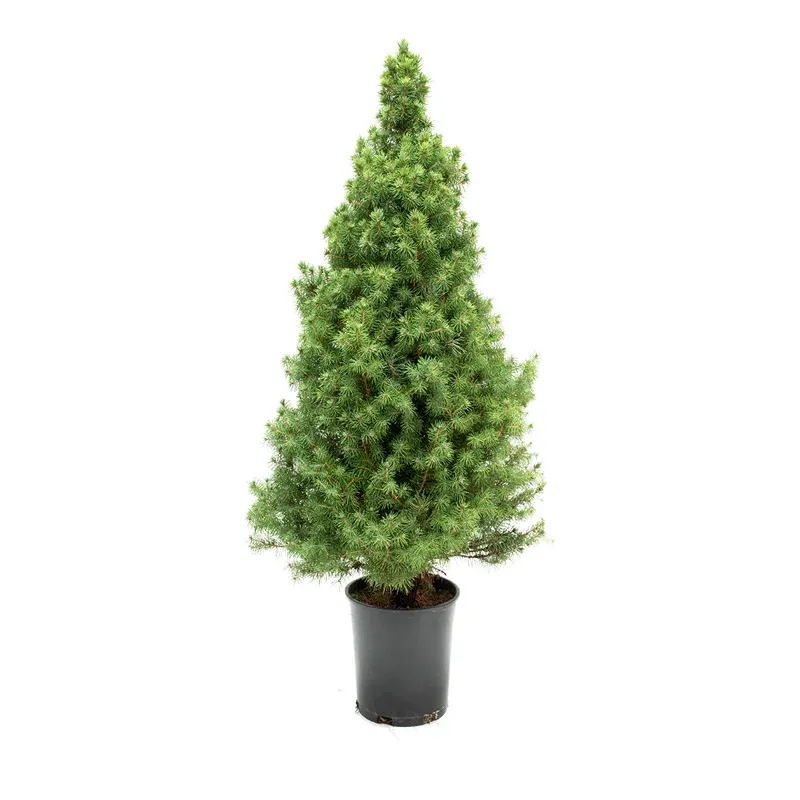 Alberta Spruce Artificial Decorative Tree 1