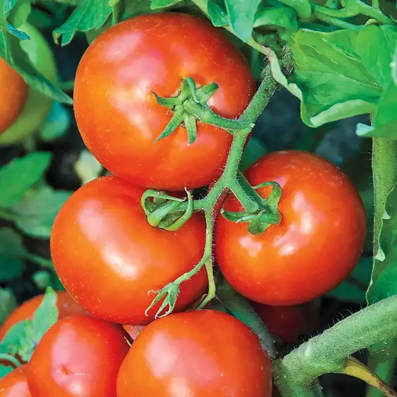 Defiant Hybrid Tomato Seeds - High-Yield Disease Resistant Variety (Approx. 10 Seeds)