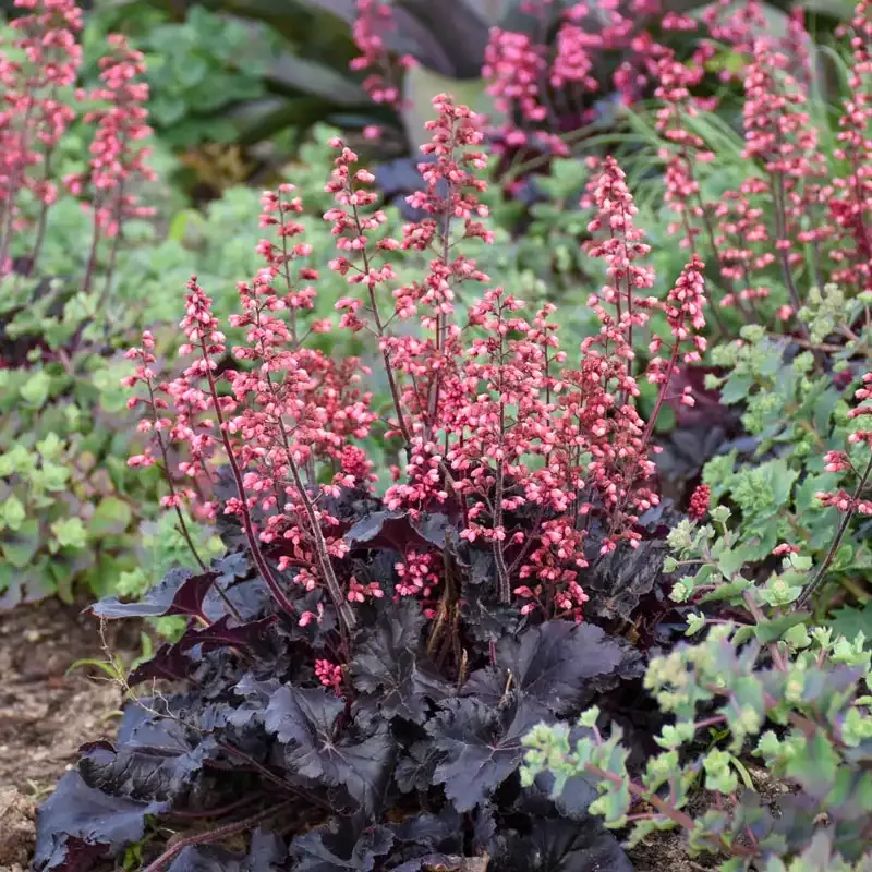 Timeless Night Heuchera Deep Purple Ornamental Perennial