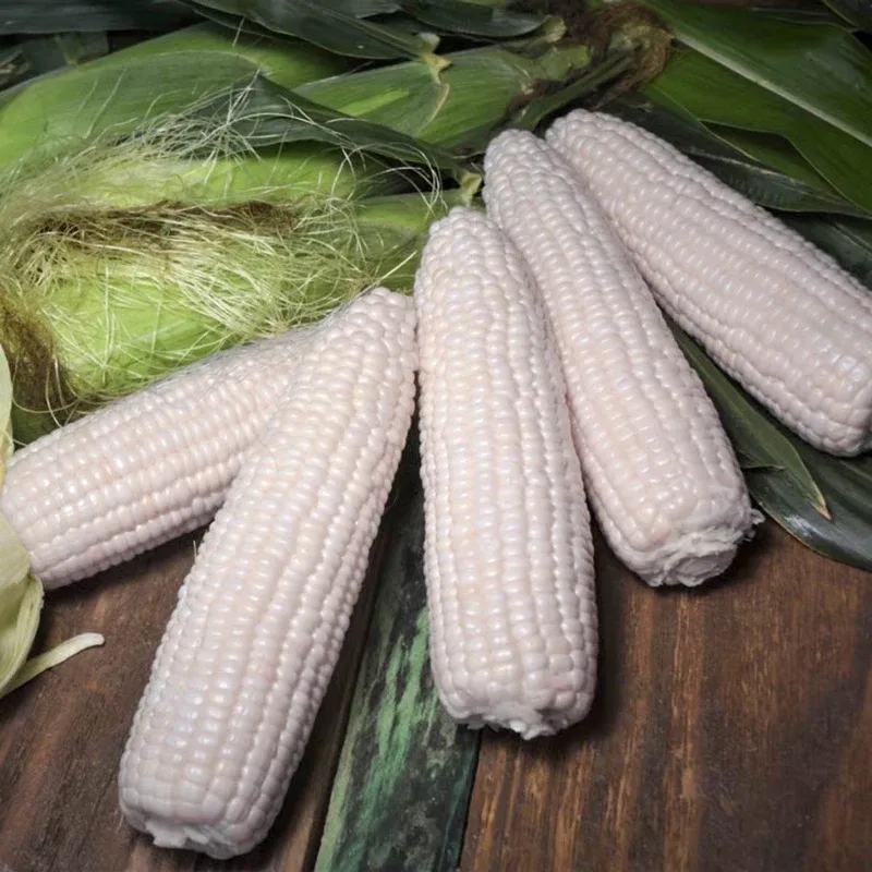 Magnolia Sweet Corn (sh2) Hybrid Seeds for Home Gardening 1