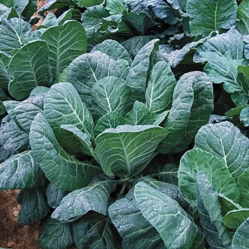 Flash Hybrid Collard Greens Seeds for Home Gardening