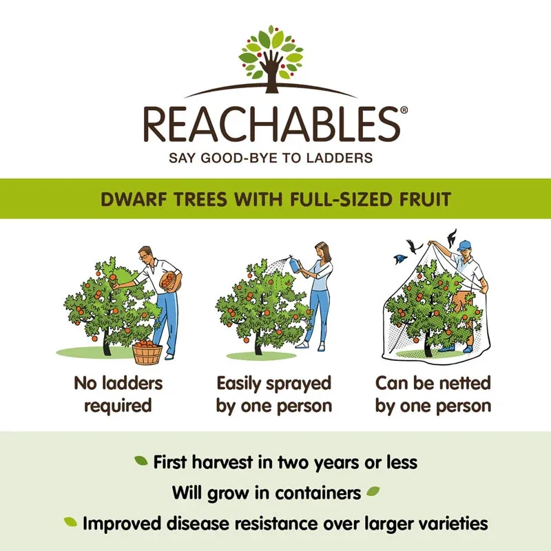 Sweet Sixteen Apple Tree - Hardy Fruit-Bearing Sapling for Home Gardens 1