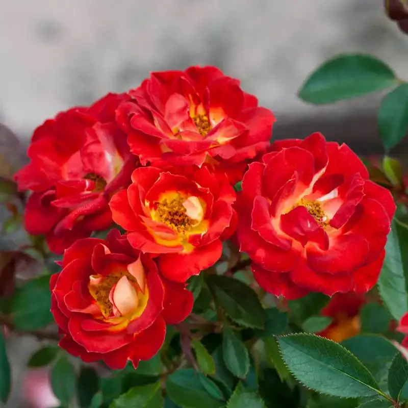 Compact Miniature Rose Flowering Shrub for Container and Garden Planting