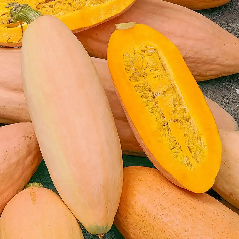 Pink Banana Jumbo Winter Squash Heirloom Seeds