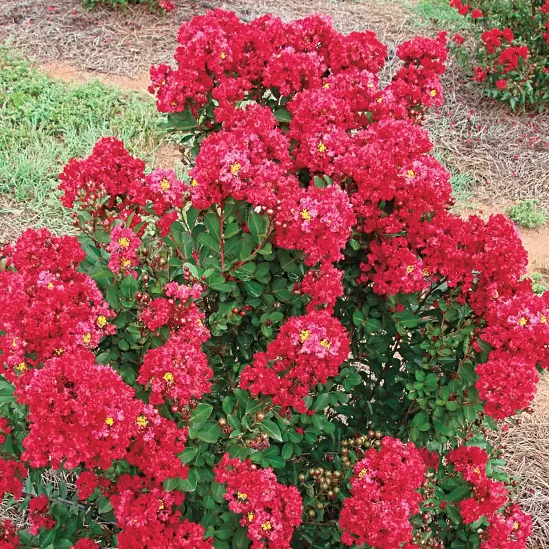 Enduring Summer Reblooming Crape Myrtle - Vibrant Red Flowering Shrub