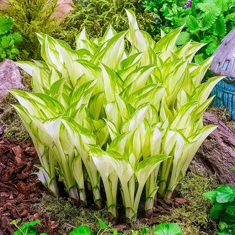 Kiwi Spearmint Hosta Perennial Shade Garden Plant 1