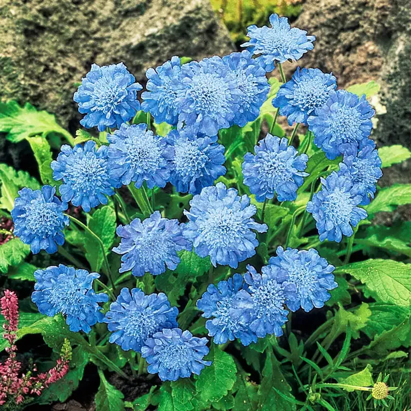 Scabiosa Flower Seed Blend - Mixed Variety Heirloom Annuals