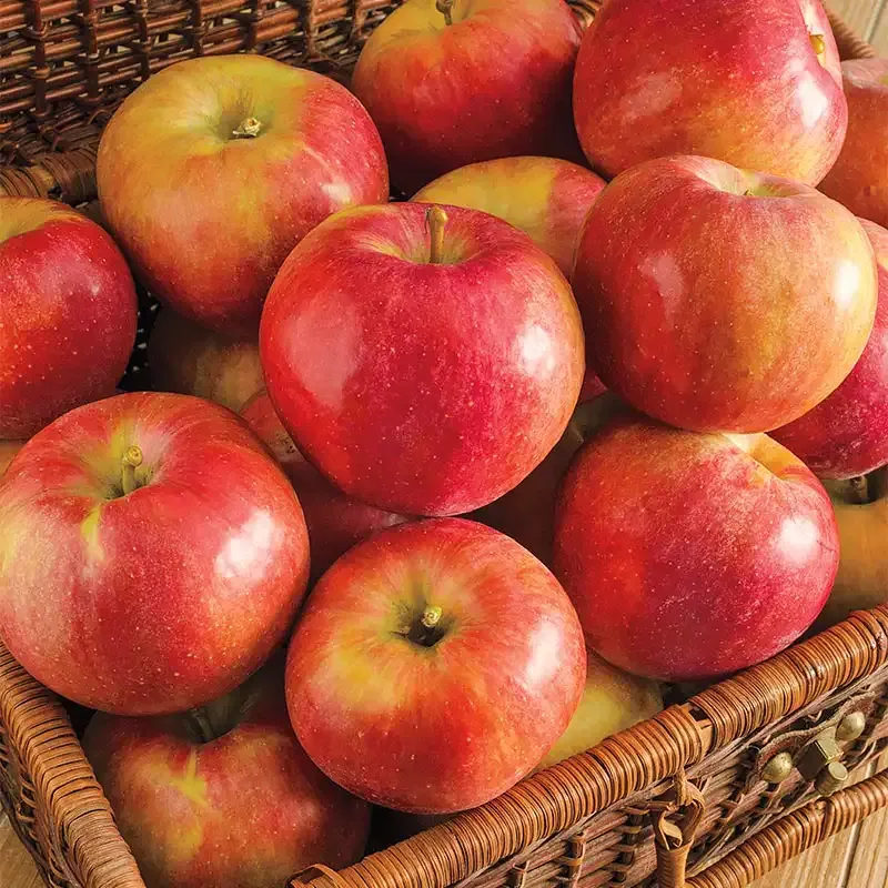 Sweet Sixteen Apple Tree - Hardy Fruit-Bearing Sapling for Home Gardens