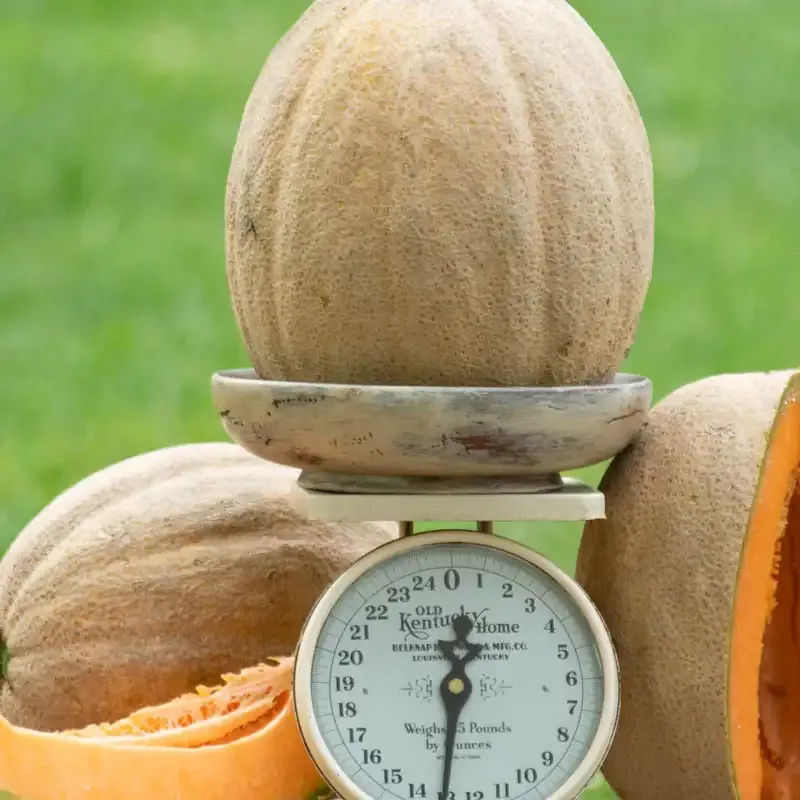 Giant Improved Hybrid Cantaloupe Seeds for Home Gardening 1