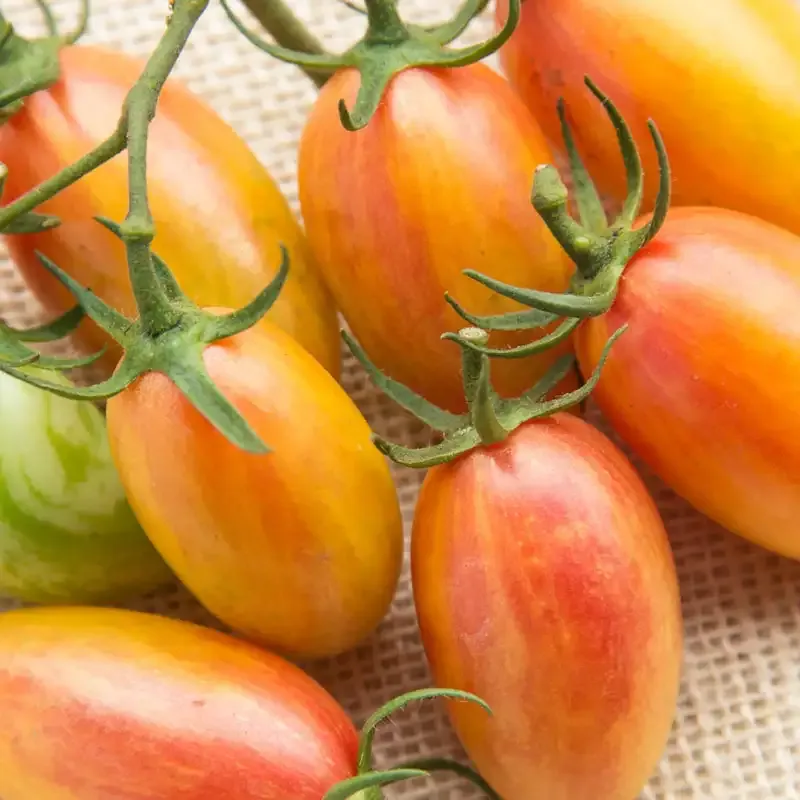 Artisan Blush Tomato Heirloom Seeds - Indeterminate Variety 2