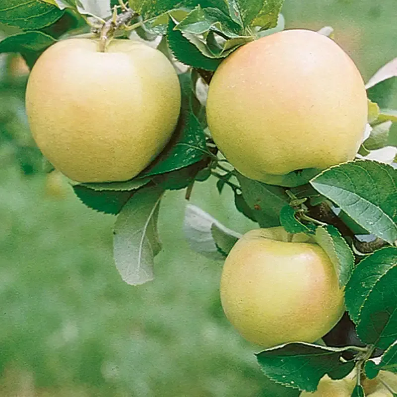Pristine Apple Tree - Fruit Bearing Deciduous Garden Tree