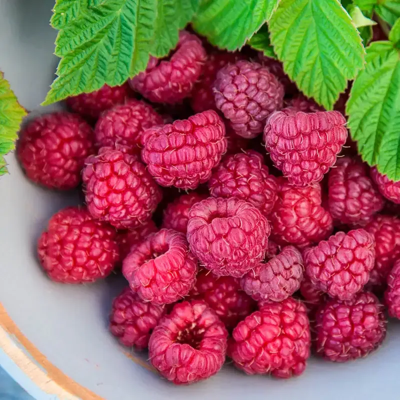 Nova Raspberry Plant - Hardy Fruit-Bearing Shrub