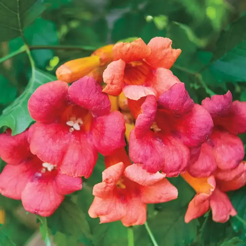 Flamenco Trumpet Vine - Perennial Climbing Flowering Plant