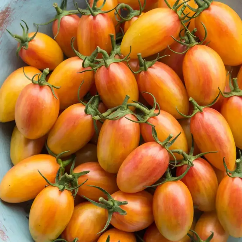 Artisan Blush Tomato Heirloom Seeds - Indeterminate Variety 1