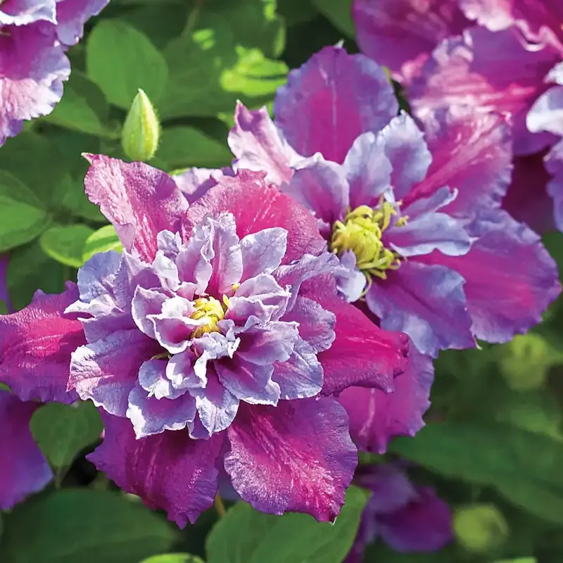 Piilu Clematis Compact Flowering Climbing Vine