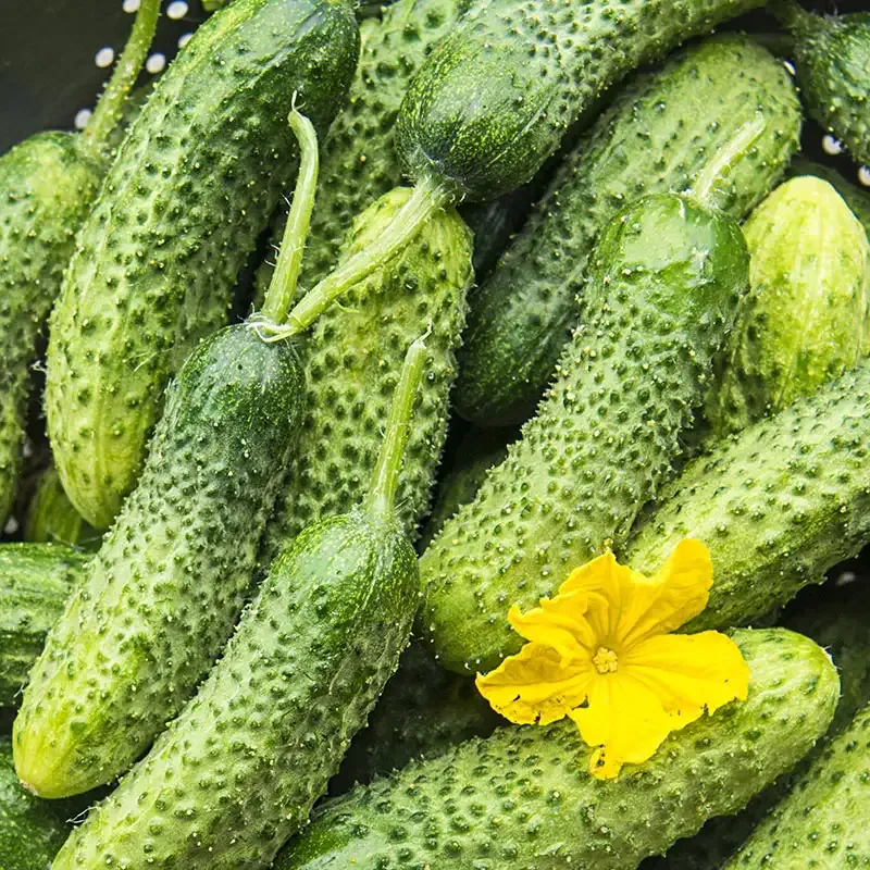 Miss Pickler Hybrid Pickling Cucumber Seeds for Home Gardens