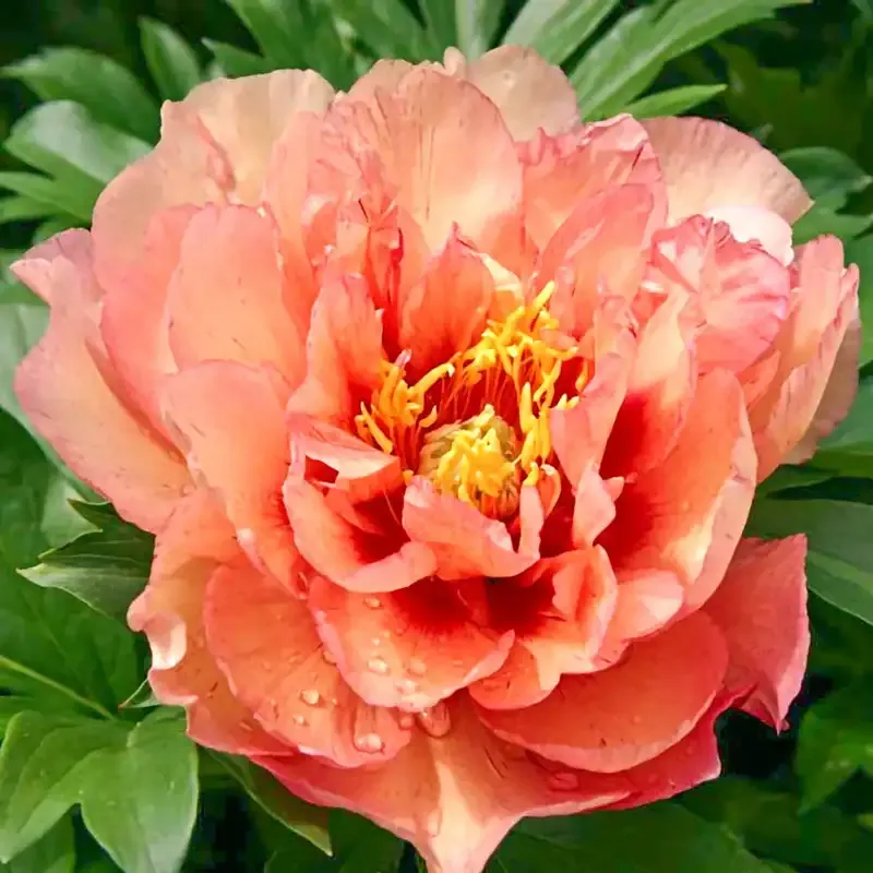 Kopper Kettle Itoh Peony Intersectional Hybrid Perennial