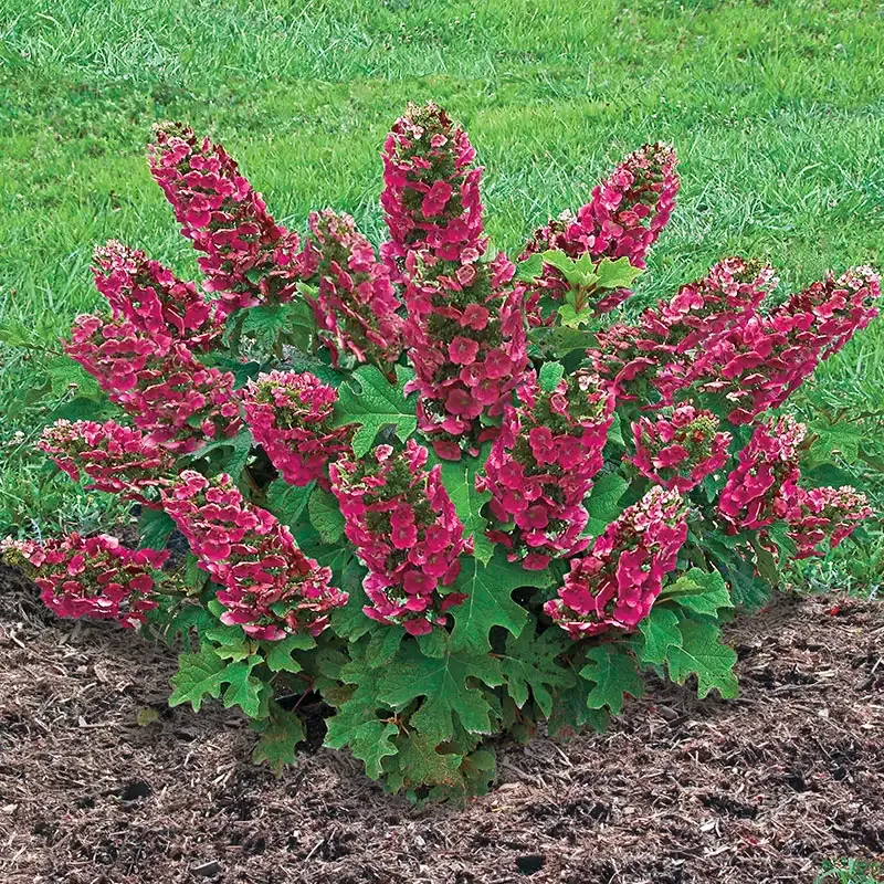 Ruby Slippers Dwarf Oakleaf Hydrangea Compact Deciduous Shrub 1