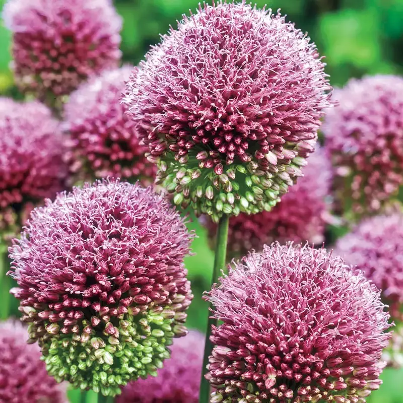 Deer-Resistant Allium Bulbs for Naturalizing Perennial Garden Displays 1