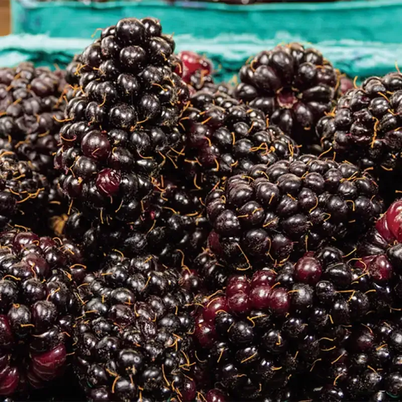 Marionberry Live Fruit Plant - Rubus 'Marion' Trailing Blackberry Bush