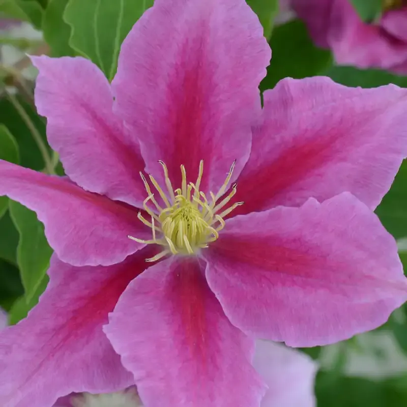 Clematis Climbing Plant Support Trellis - Durable Metal Garden Stake