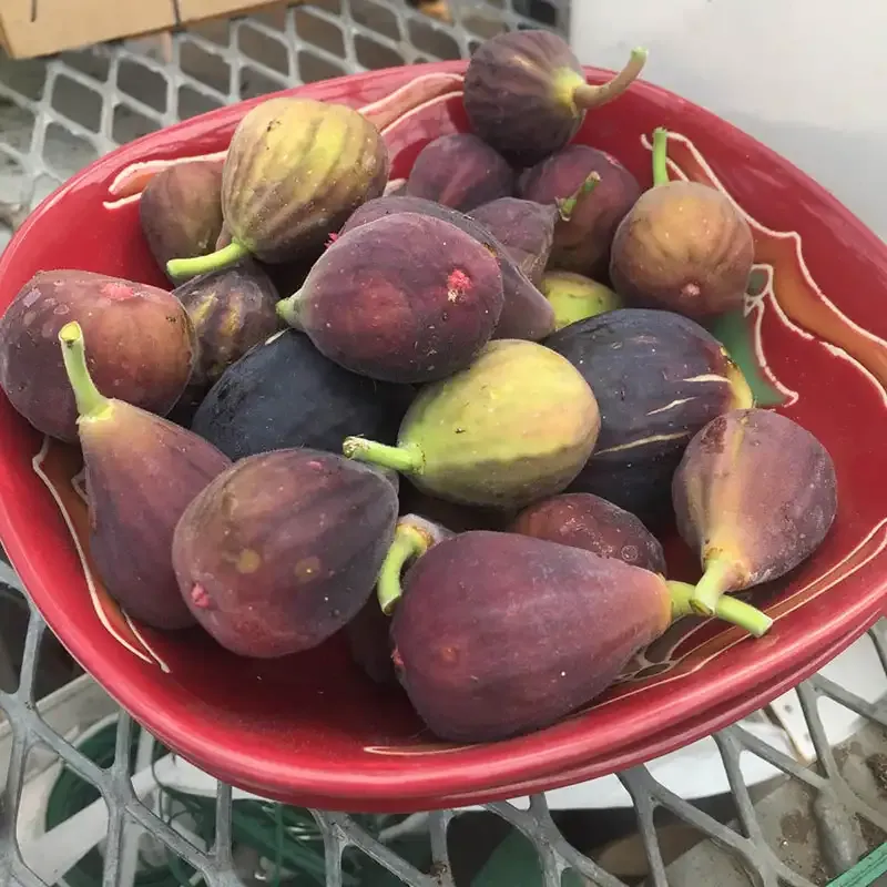 Fresh Fig Fruit - Natural Culinary Ingredient 2