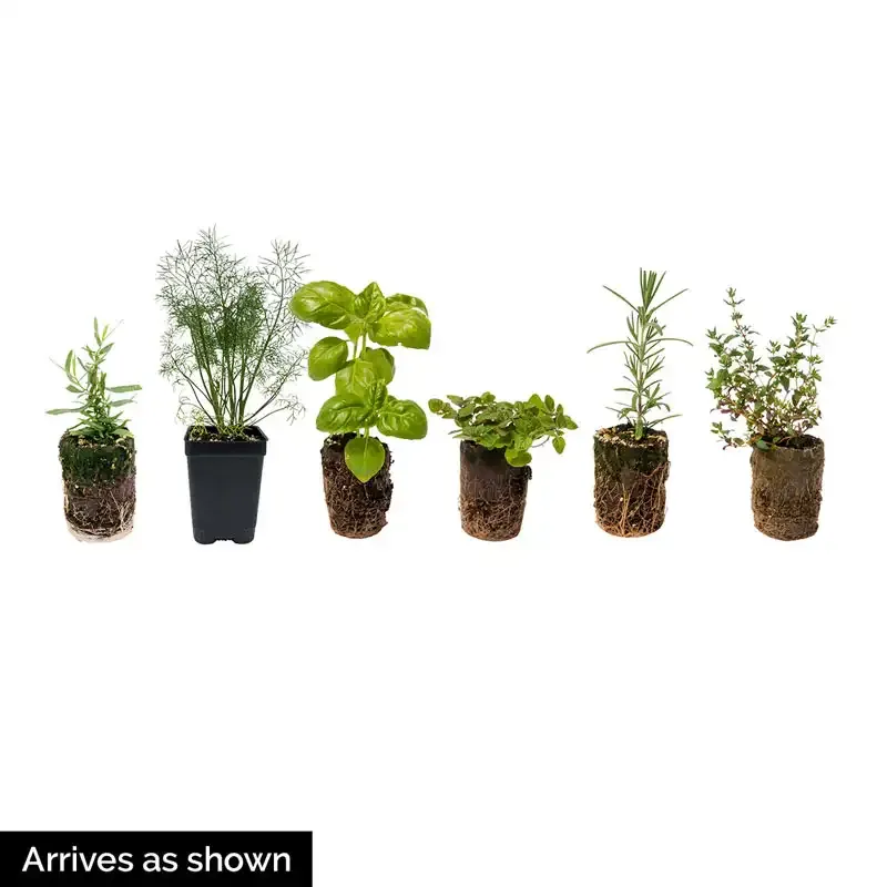 German Winter Thyme Herb Plant - Hardy Perennial Culinary Herb 1