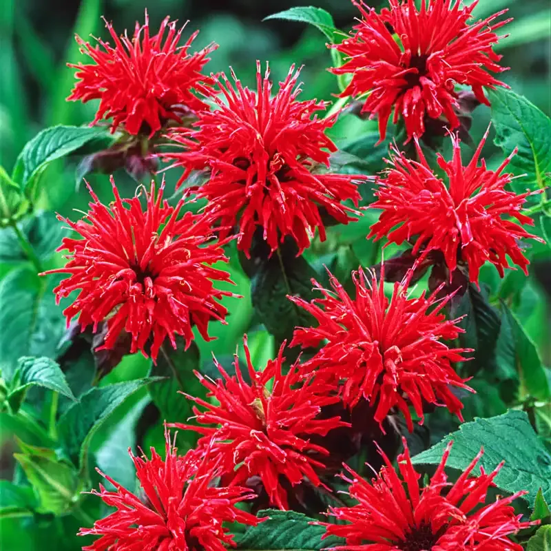 Red Bee Balm (Monarda didyma) Perennial Flowering Plant Seeds