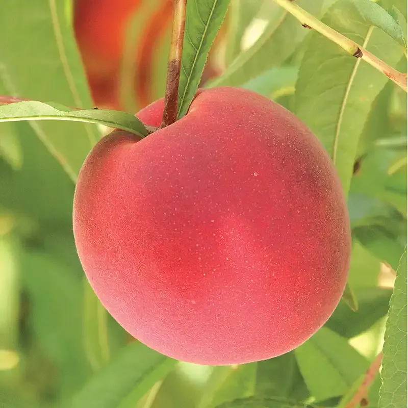Live Peach Tree for Home Garden Fruit Production 1