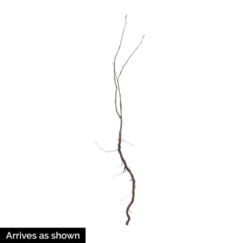 Hazelnut Tree Deciduous Fruit-Bearing Plant for Outdoor Landscaping 1