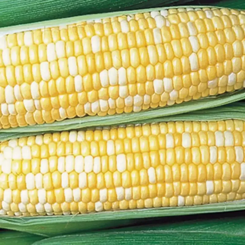 Honey 'n Pearl Hybrid Sweet Corn Seeds (sh2) - Supersweet Variety