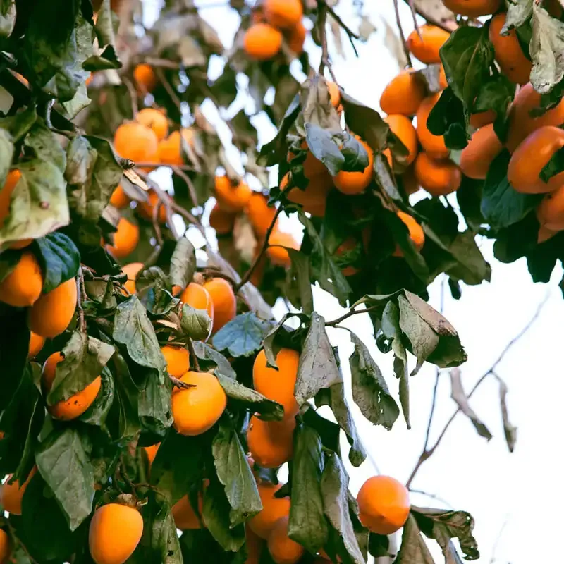 Chocolate Persimmon - Fresh Non-Astringent Variety 1
