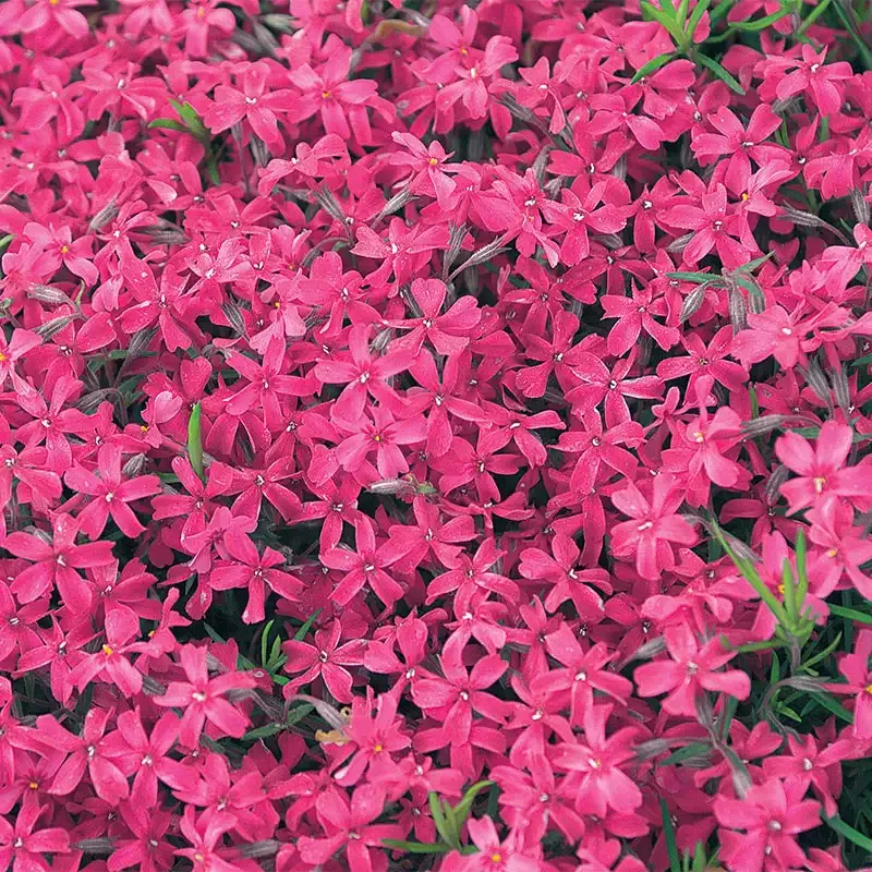 Atropurpurea Creeping Phlox Perennial Ground Cover Plant