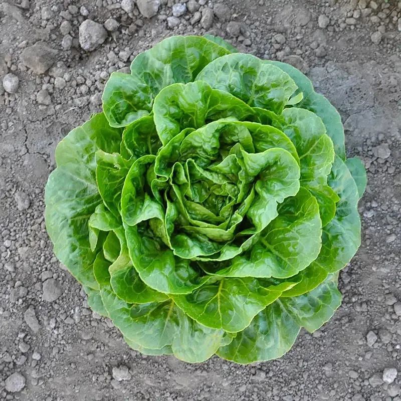 Mini Romaine Lettuce Fresh Crisp Salad Greens 1