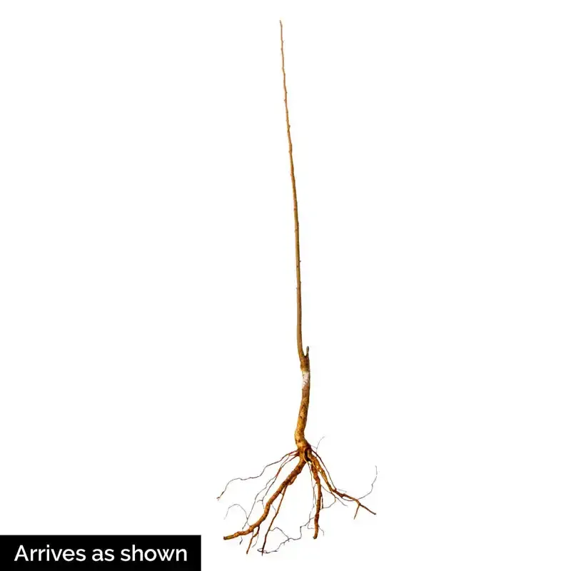 Hardy Roadside Plum Tree Ornamental Fruit Sapling 1