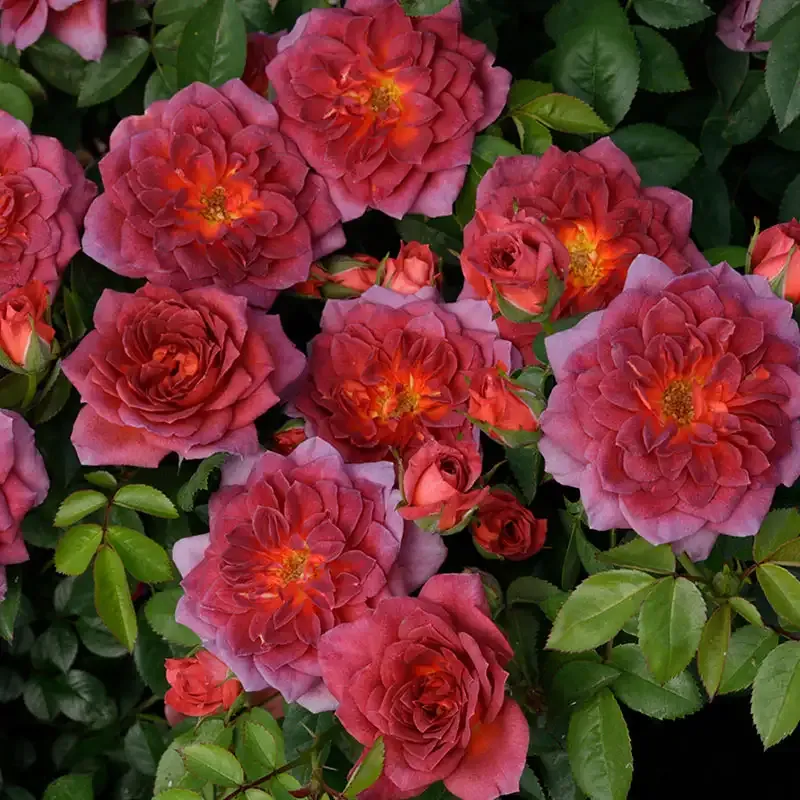 Midnight Fire Miniature Rose Compact Flowering Shrub