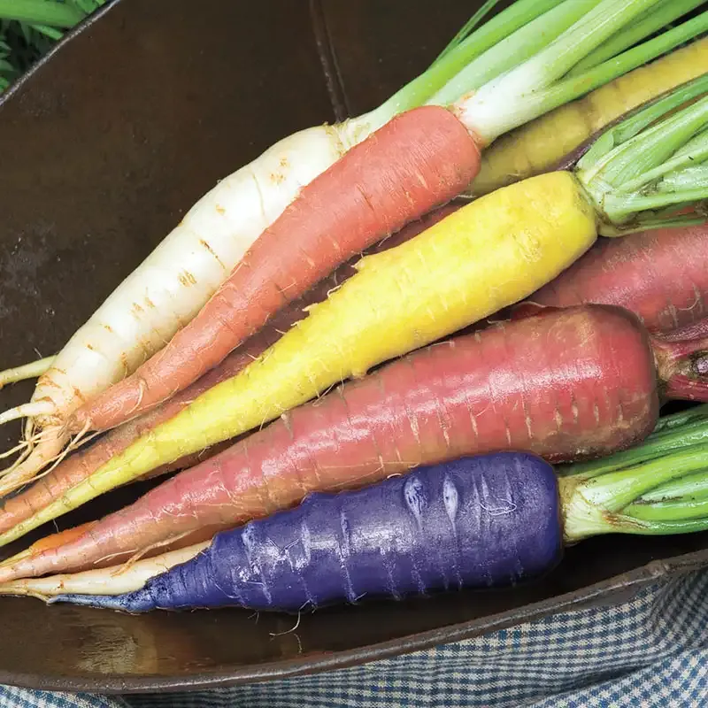 Sunset Carrot Mix - Multi-Color Heirloom Vegetable Seed Assortment